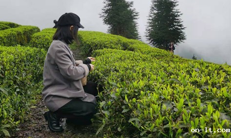 【互动家园】旭信小姐姐采茶初体验